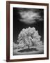 Lone Tree & Cloud, Green Bay, Wisconsin '12-Monte Nagler-Framed Photographic Print