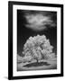 Lone Tree & Cloud, Green Bay, Wisconsin '12-Monte Nagler-Framed Photographic Print