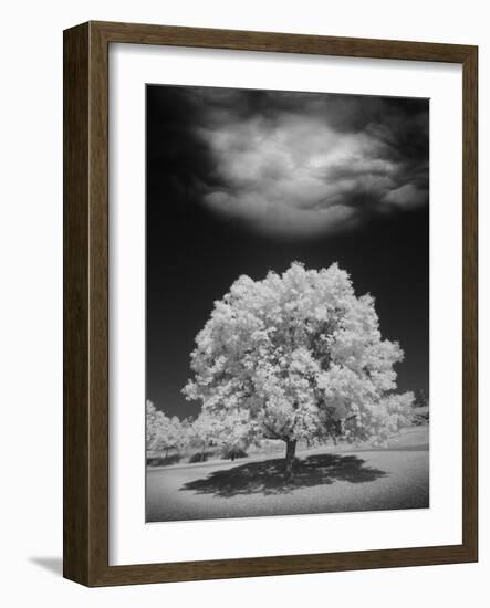 Lone Tree & Cloud, Green Bay, Wisconsin '12-Monte Nagler-Framed Photographic Print