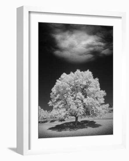 Lone Tree & Cloud, Green Bay, Wisconsin '12-Monte Nagler-Framed Photographic Print