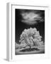 Lone Tree & Cloud, Green Bay, Wisconsin '12-Monte Nagler-Framed Photographic Print