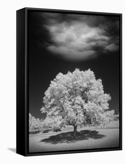Lone Tree & Cloud, Green Bay, Wisconsin '12-Monte Nagler-Framed Stretched Canvas