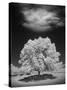 Lone Tree & Cloud, Green Bay, Wisconsin '12-Monte Nagler-Stretched Canvas