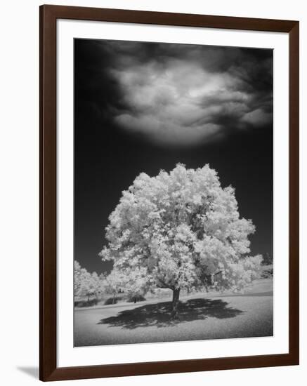 Lone Tree & Cloud, Green Bay, Wisconsin '12-Monte Nagler-Framed Photographic Print