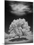 Lone Tree & Cloud, Green Bay, Wisconsin '12-Monte Nagler-Mounted Photographic Print