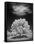 Lone Tree & Cloud, Green Bay, Wisconsin '12-Monte Nagler-Framed Stretched Canvas