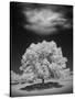 Lone Tree & Cloud, Green Bay, Wisconsin '12-Monte Nagler-Stretched Canvas