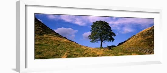 Lone Tree Hadrian's Wall Northumberland England-null-Framed Photographic Print