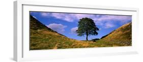 Lone Tree Hadrian's Wall Northumberland England-null-Framed Photographic Print