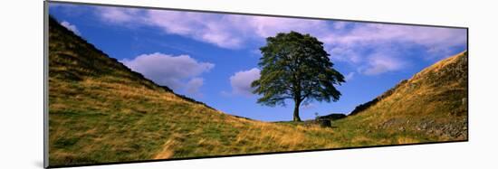 Lone Tree Hadrian's Wall Northumberland England-null-Mounted Photographic Print