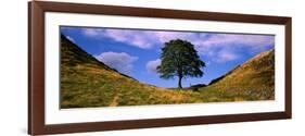 Lone Tree Hadrian's Wall Northumberland England-null-Framed Photographic Print