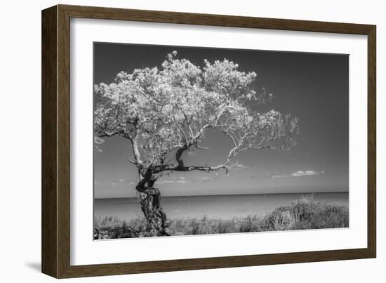 Lone Tree I-Kathy Mahan-Framed Photographic Print