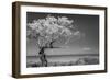 Lone Tree I-Kathy Mahan-Framed Photographic Print