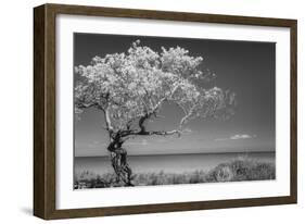 Lone Tree I-Kathy Mahan-Framed Photographic Print