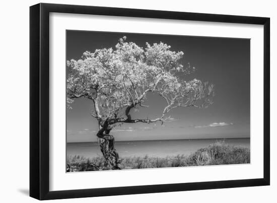 Lone Tree I-Kathy Mahan-Framed Photographic Print