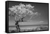 Lone Tree I-Kathy Mahan-Framed Stretched Canvas