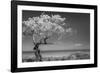 Lone Tree I-Kathy Mahan-Framed Photographic Print