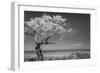 Lone Tree I-Kathy Mahan-Framed Premium Photographic Print