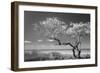 Lone Tree II-Kathy Mahan-Framed Photographic Print