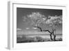 Lone Tree II-Kathy Mahan-Framed Photographic Print