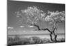 Lone Tree II-Kathy Mahan-Mounted Photographic Print