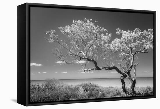 Lone Tree II-Kathy Mahan-Framed Stretched Canvas