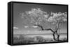 Lone Tree II-Kathy Mahan-Framed Stretched Canvas