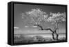Lone Tree II-Kathy Mahan-Framed Stretched Canvas