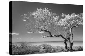 Lone Tree II-Kathy Mahan-Stretched Canvas