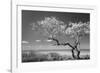 Lone Tree II-Kathy Mahan-Framed Photographic Print