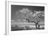 Lone Tree II-Kathy Mahan-Framed Photographic Print