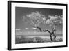 Lone Tree II-Kathy Mahan-Framed Photographic Print