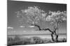 Lone Tree II-Kathy Mahan-Mounted Photographic Print