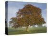 Lone Tree in Autumn-AdventureArt-Stretched Canvas