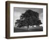 Lone Tree in Autumn-AdventureArt-Framed Photographic Print