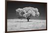 Lone tree in black and white Infrared-Michael Scheufler-Framed Photographic Print