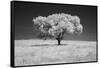 Lone tree in black and white Infrared-Michael Scheufler-Framed Stretched Canvas