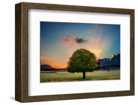 Lone Tree in Cloud Sunset-null-Framed Premium Giclee Print