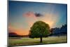 Lone Tree in Cloud Sunset-null-Mounted Premium Giclee Print