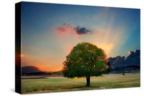 Lone Tree in Cloud Sunset-null-Stretched Canvas