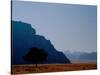 Lone Tree in Desolate Red Desert of Wadi Rum, Jordan-Cindy Miller Hopkins-Stretched Canvas