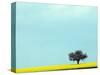 Lone Tree in Field of Rapeseed, Germany-Russell Gordon-Stretched Canvas