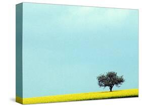 Lone Tree in Field of Rapeseed, Germany-Russell Gordon-Stretched Canvas