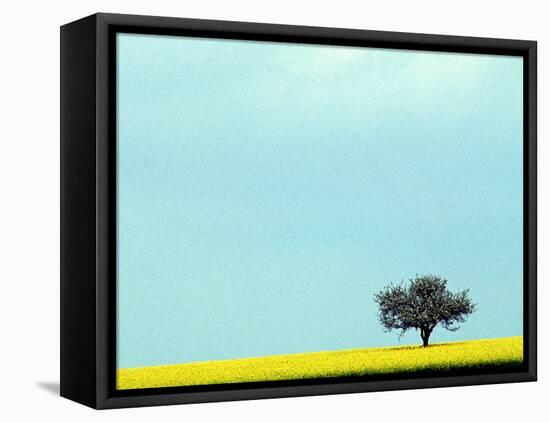 Lone Tree in Field of Rapeseed, Germany-Russell Gordon-Framed Stretched Canvas
