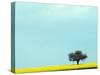 Lone Tree in Field of Rapeseed, Germany-Russell Gordon-Stretched Canvas