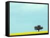 Lone Tree in Field of Rapeseed, Germany-Russell Gordon-Framed Stretched Canvas