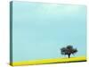 Lone Tree in Field of Rapeseed, Germany-Russell Gordon-Stretched Canvas