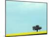 Lone Tree in Field of Rapeseed, Germany-Russell Gordon-Mounted Photographic Print