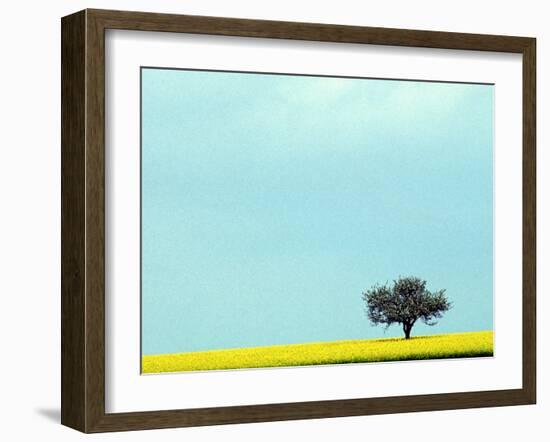 Lone Tree in Field of Rapeseed, Germany-Russell Gordon-Framed Photographic Print