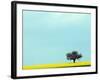 Lone Tree in Field of Rapeseed, Germany-Russell Gordon-Framed Photographic Print